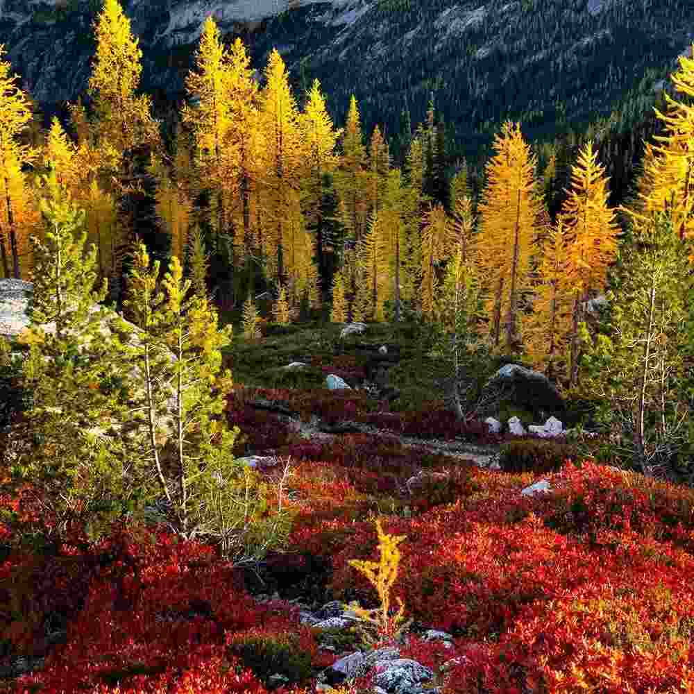 آهنگ جدید صدای بچه منظومه ی کرم داری تو قلب من حرم